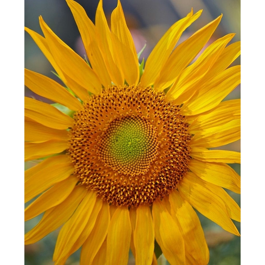 Sunflowers by Tim Fitzharris-VARPDX61093 Image 1