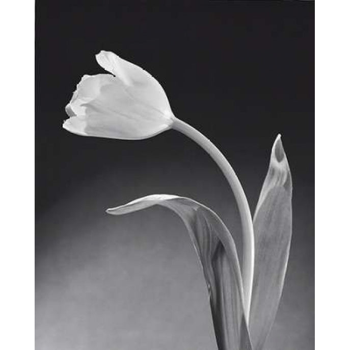 Solo Tulip Poster Print by Dick and Diane Stefanich-VARPDX6109 Image 2