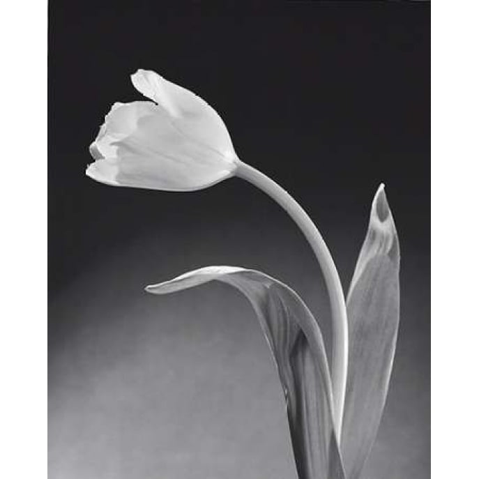 Solo Tulip Poster Print by Dick and Diane Stefanich-VARPDX6109 Image 1