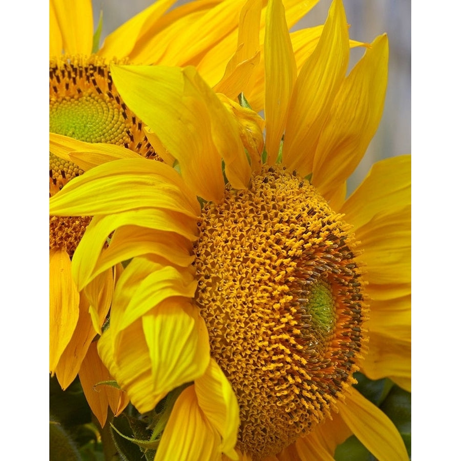 Sunflowers by Tim Fitzharris-VARPDX61089 Image 1