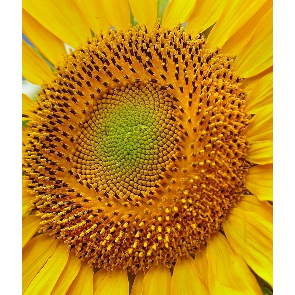 Sunflowers by Tim Fitzharris-VARPDX61092 Image 1