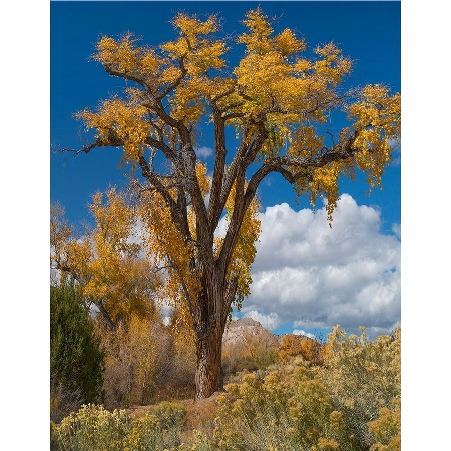 Chamisas and Cottonwood Trees by Tim Fitzharris-VARPDX61109 Image 1