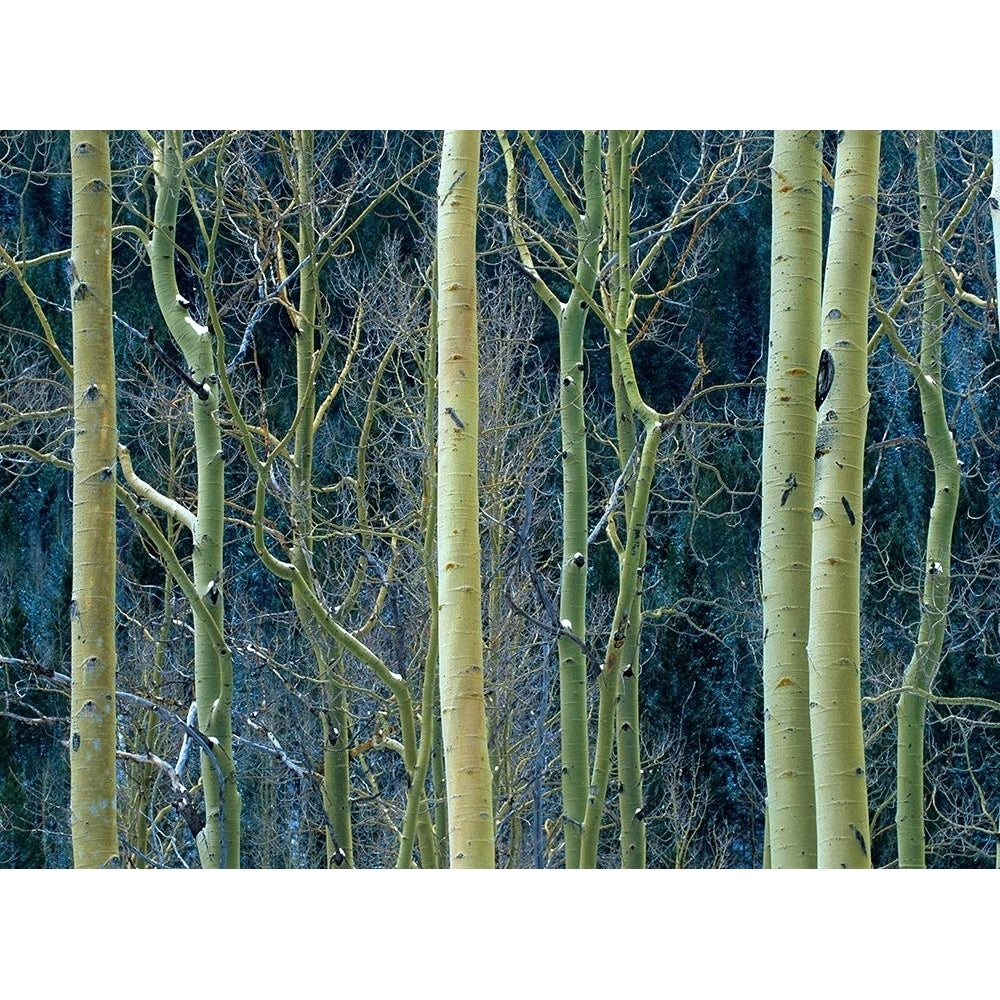 Aspen Trunks by Tim Fitzharris-VARPDX61098 Image 1