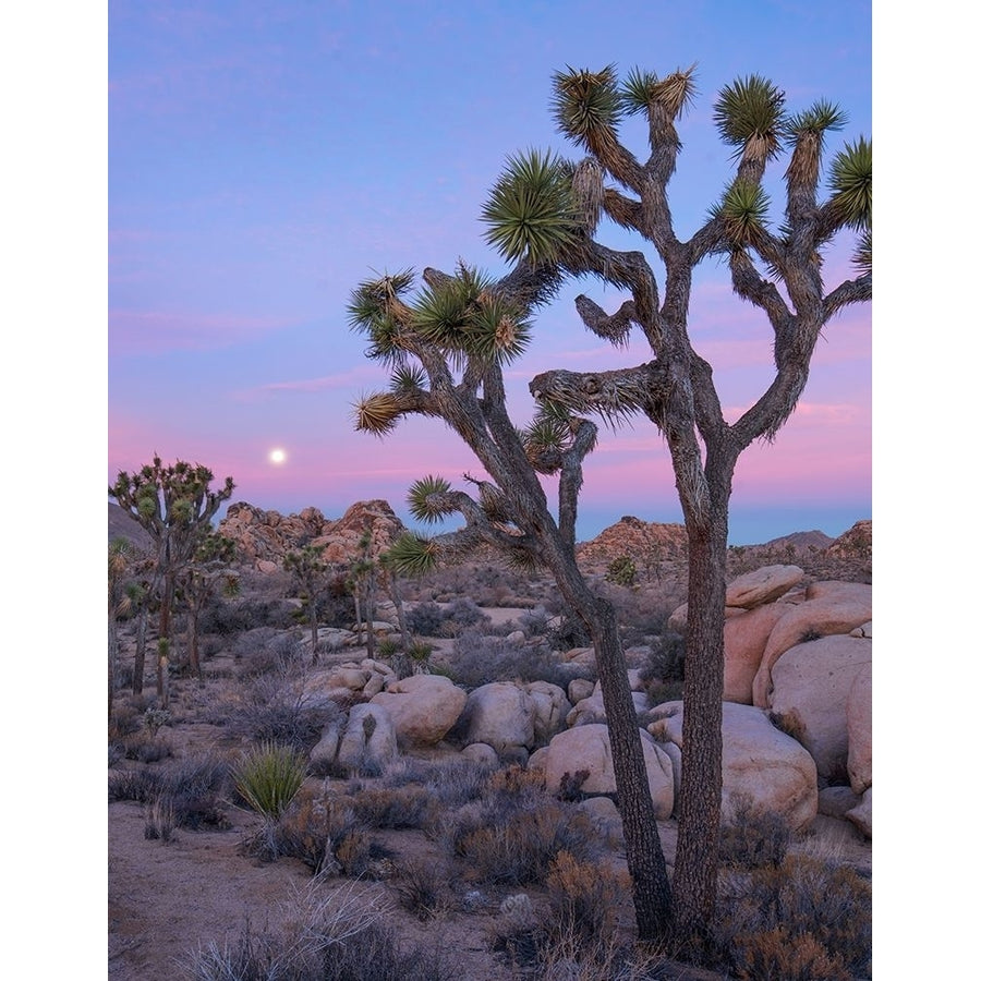 Joshua Tree at Joshua Tree National Park by Tim Fitzharris-VARPDX61113 Image 1