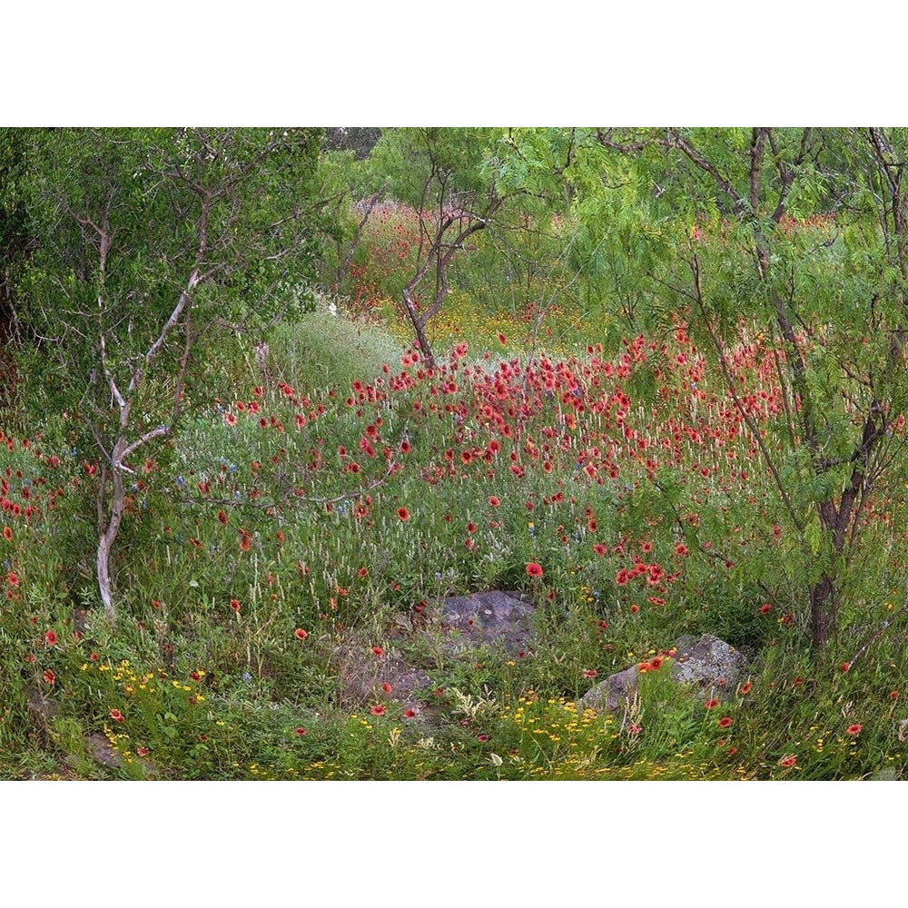 Wildflowers along White Creek by Tim Fitzharris-VARPDX61104 Image 1