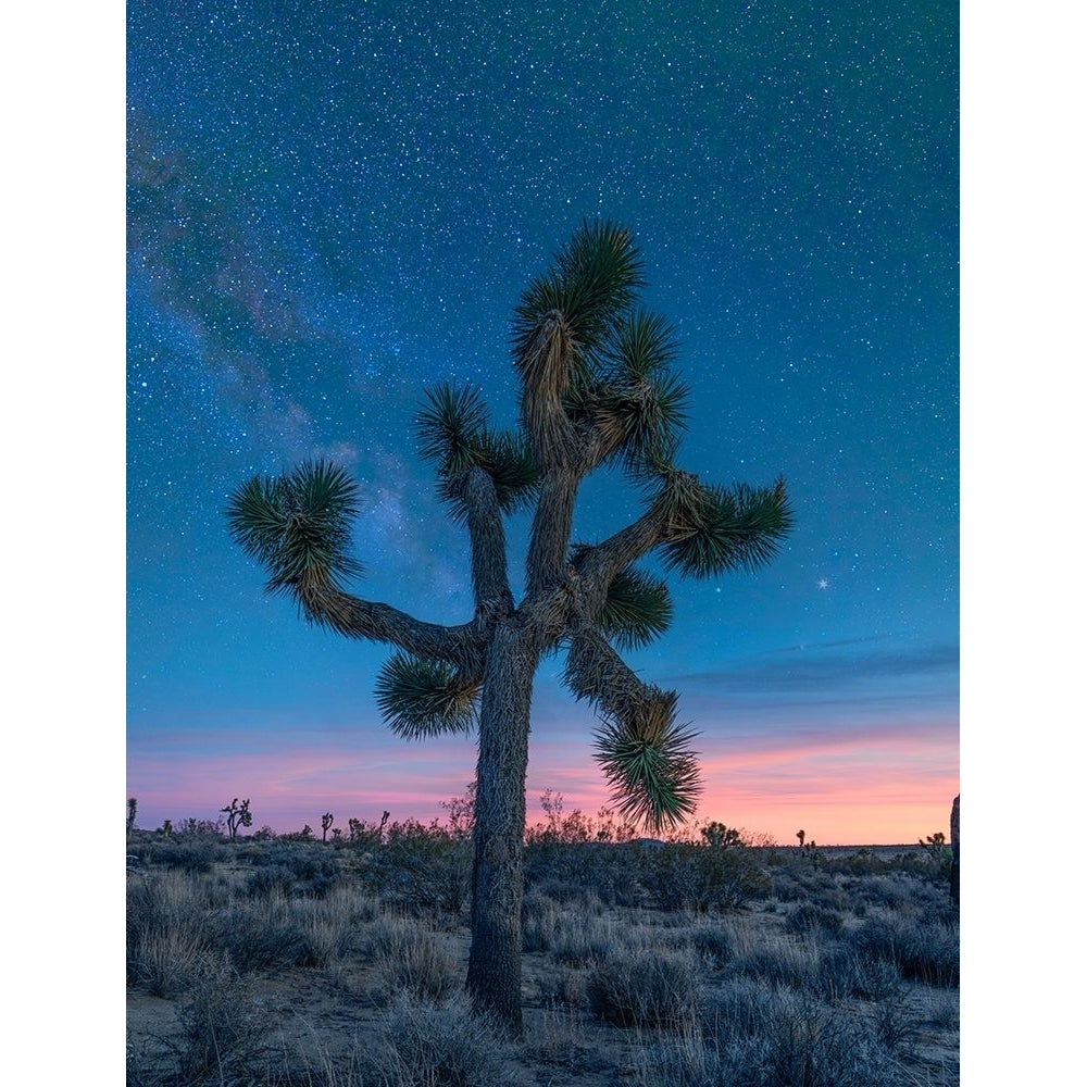 Milky Way at Joshua Tree National Park by Tim Fitzharris-VARPDX61112 Image 1