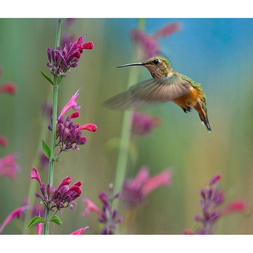 Broad Tailed Hummingbirds by Tim Fitzharris-VARPDX61323 Image 1