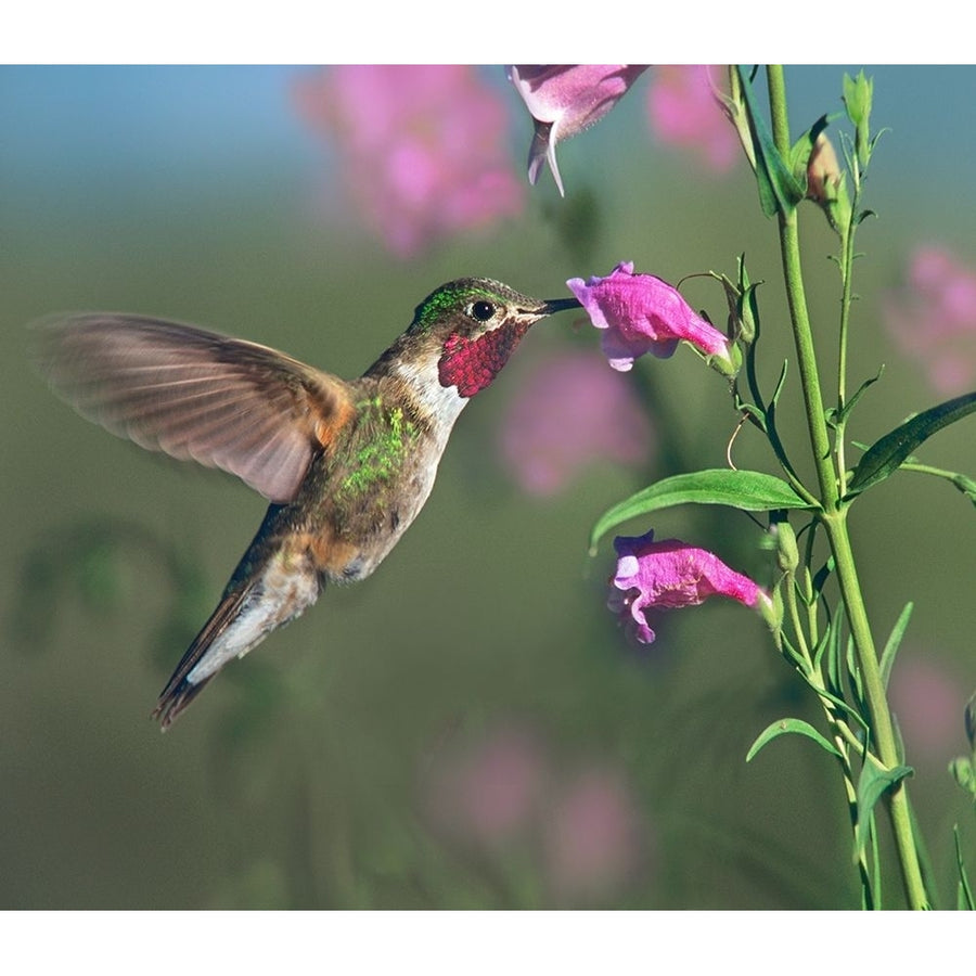 Broad Tailed Hummingbird at Penstemon by Tim Fitzharris-VARPDX61326 Image 1