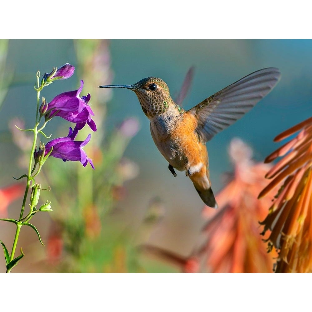 Broad Tailed Hummingbird by Tim Fitzharris-VARPDX61336 Image 1