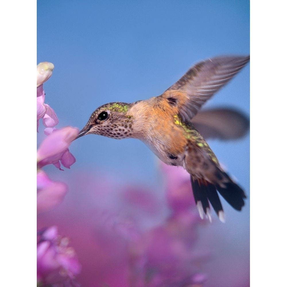 Broad Tailed Hummingbirds Female by Tim Fitzharris-VARPDX61324 Image 1