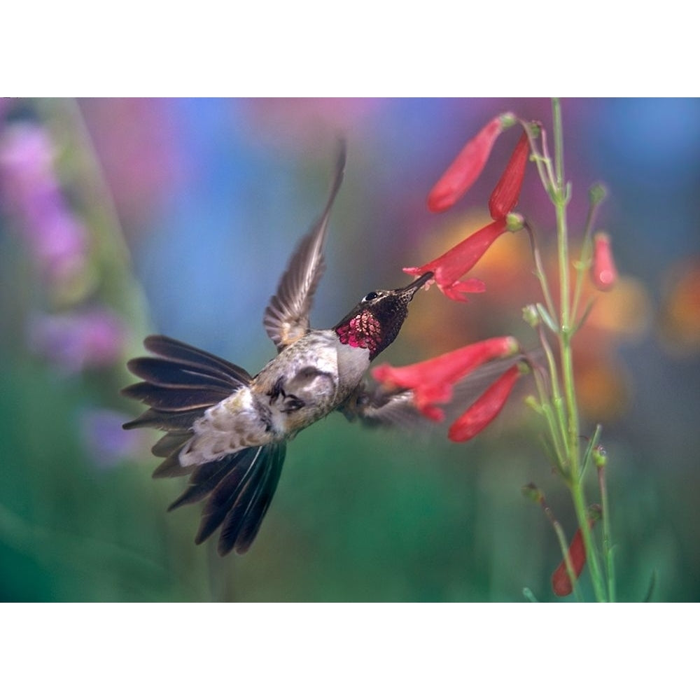 Broad Tailed Hummingbird at Scarlet Bugler by Tim Fitzharris-VARPDX61325 Image 1