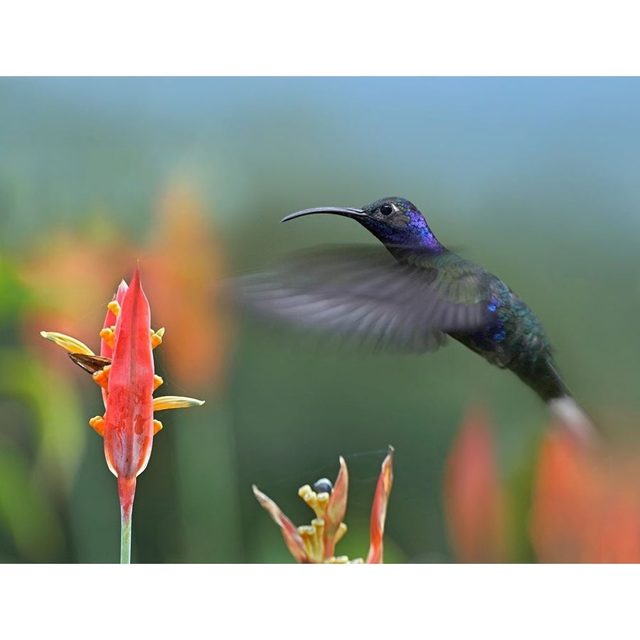 Violet Sabrewing Hummingbird by Tim Fitzharris-VARPDX61338 Image 1