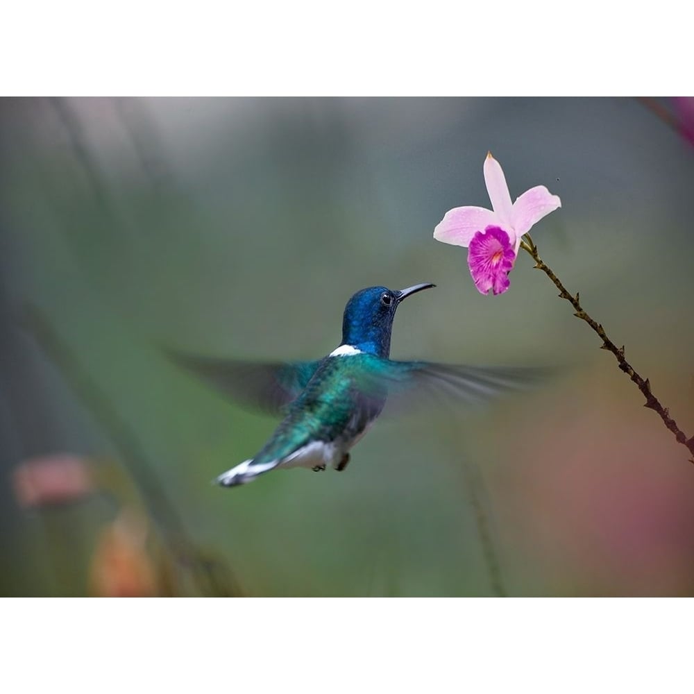 White Necked Hummingbird at Bamboo Orchid by Tim Fitzharris-VARPDX61351 Image 1