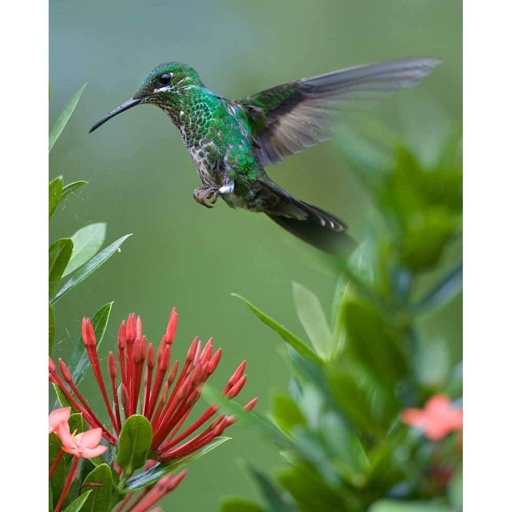 Green Crowned Brilliant Hummingbird by Tim Fitzharris-VARPDX61385 Image 1