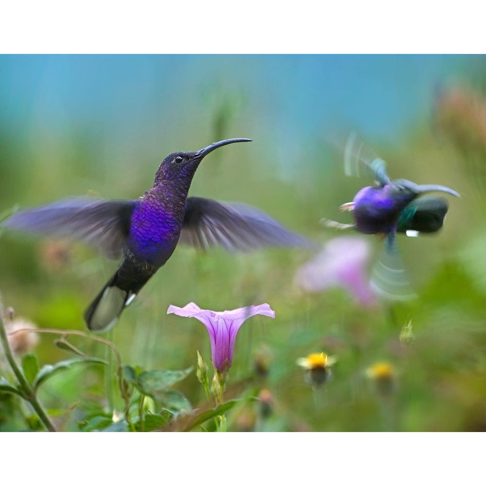 Violet Sabrewing Hummingbirds by Tim Fitzharris-VARPDX61377 Image 1