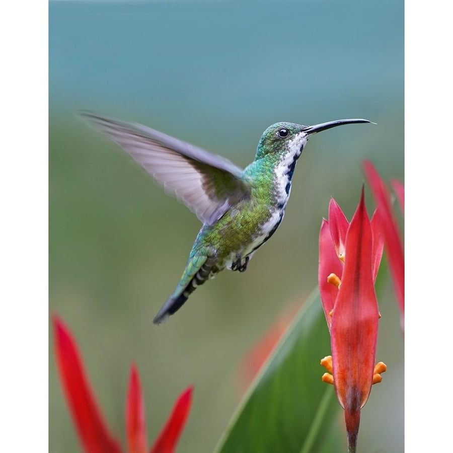 Green Breasted Mango Hummingbird by Tim Fitzharris-VARPDX61388 Image 1