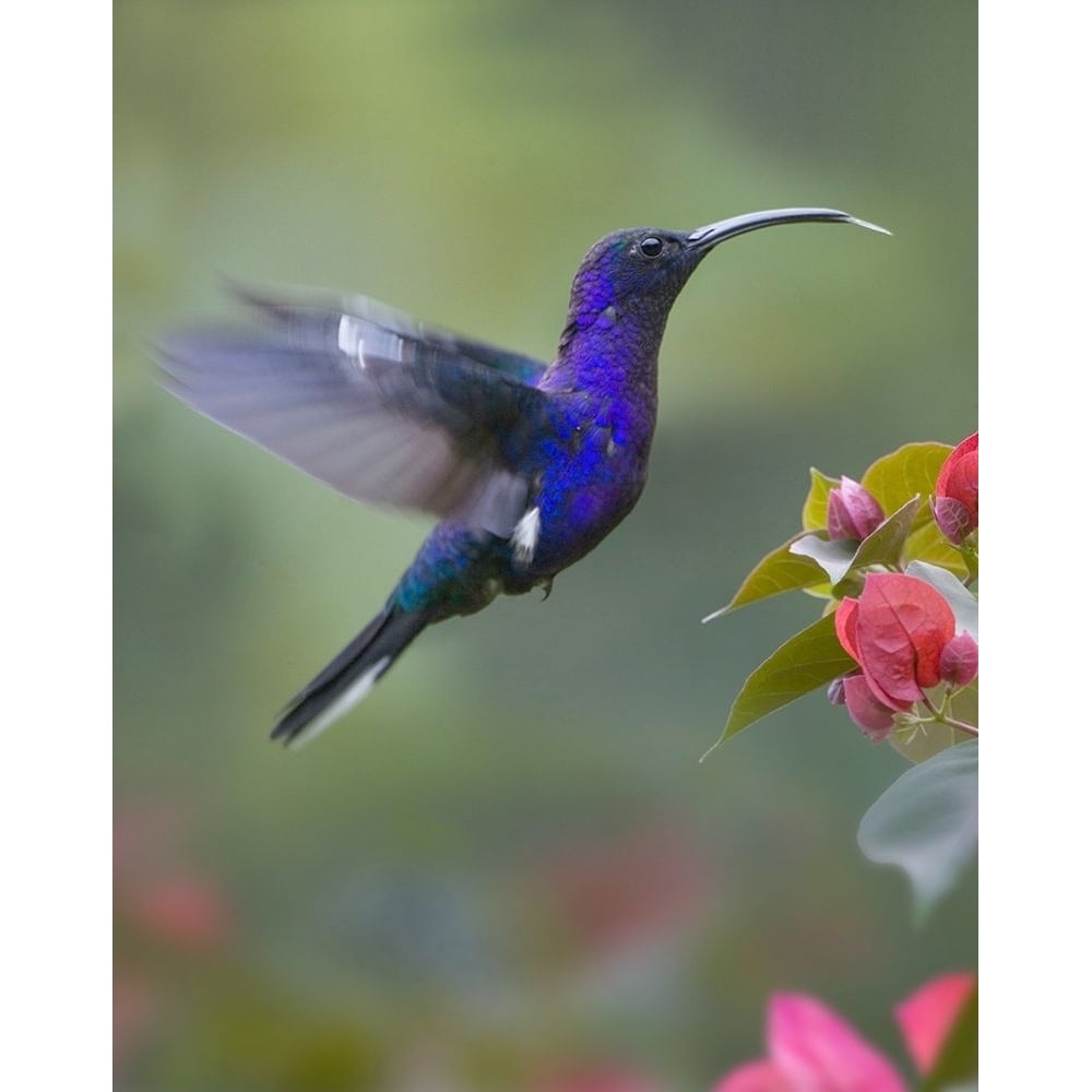 Violet Sabrewing Hummingbird by Tim Fitzharris-VARPDX61386 Image 1