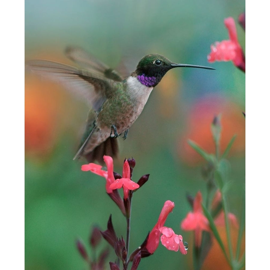 Black Chinned Hummingbird by Tim Fitzharris-VARPDX61449 Image 1