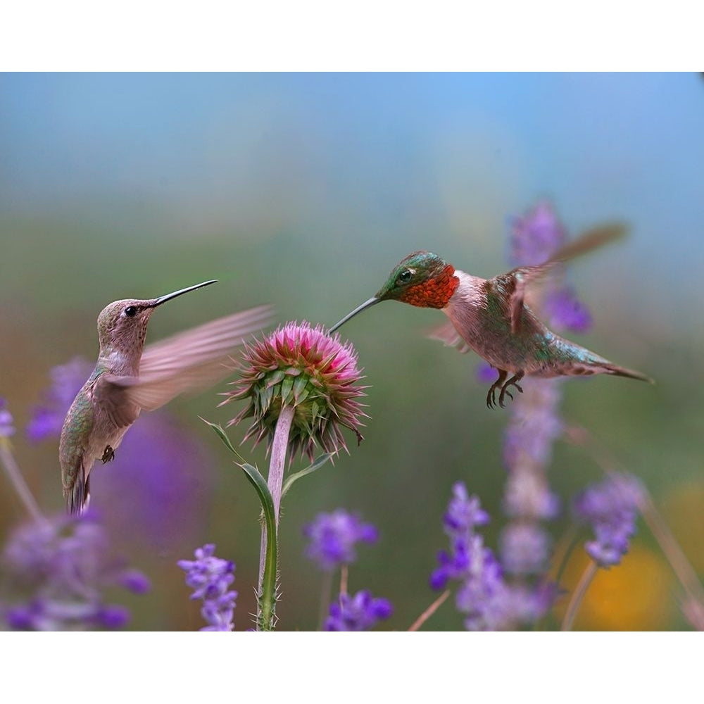 Ruby Throated Hummingbird at Bull Thistle by Tim Fitzharris-VARPDX61445 Image 1