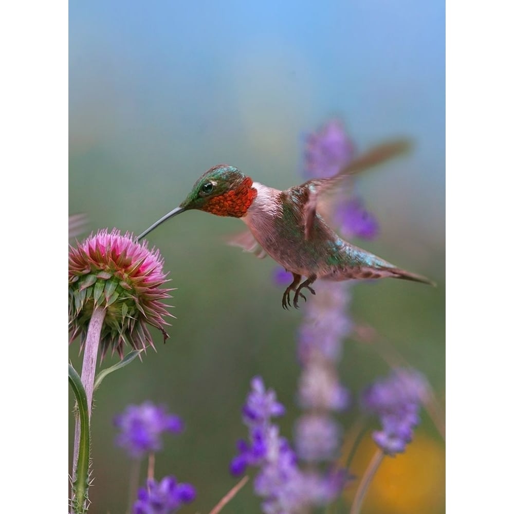 Ruby Throated Hummingbirds by Tim Fitzharris-VARPDX61446 Image 1