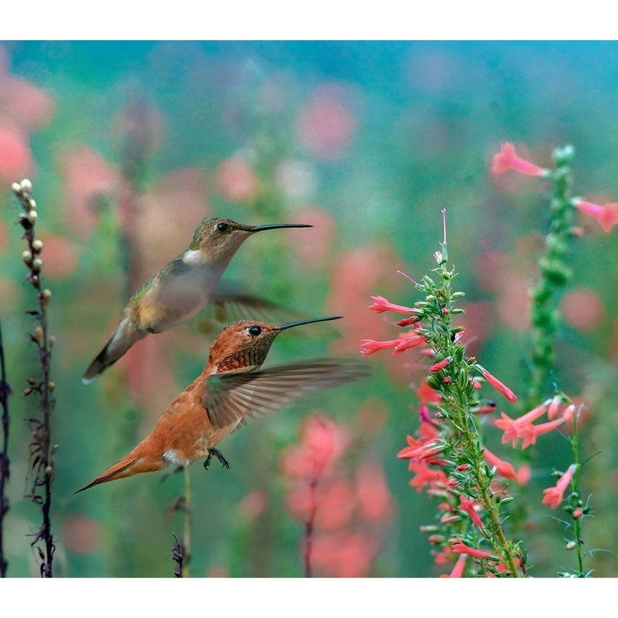 Rufous Hummingbird and Broad Tailed Hummingbird by Tim Fitzharris-VARPDX61450 Image 1