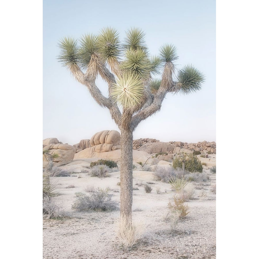 Joshua Tree National Park II Poster Print by Alan Majchrowicz-VARPDX61456 Image 1