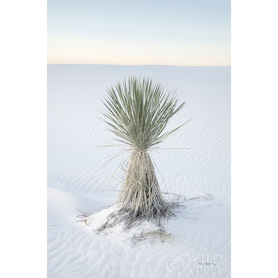 Yucca in White Sands National Monument Poster Print by Alan Majchrowicz-VARPDX61460 Image 1