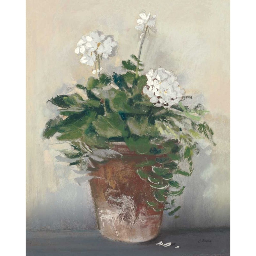 Pot of White Geraniums by Carol Rowan-VARPDX61873 Image 1