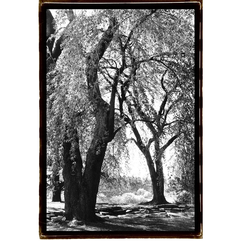 Summer Shade III Poster Print - Laura DeNardo-VARPDX62212F Image 1