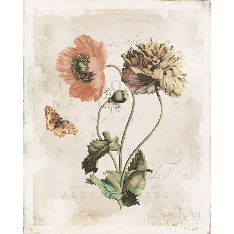 Antiquarian Blooms IV Poster Print by Katie Pertiet-VARPDX62243 Image 1