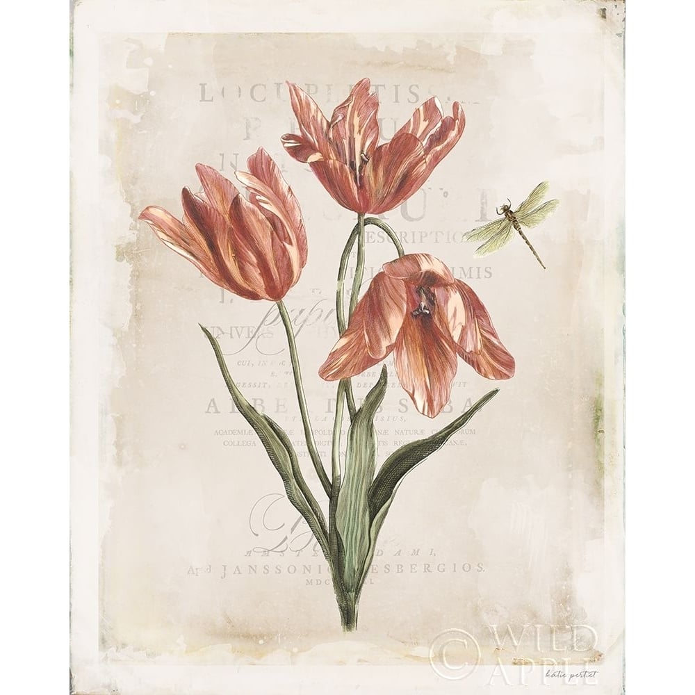 Antiquarian Blooms III Poster Print by Katie Pertiet-VARPDX62242 Image 1