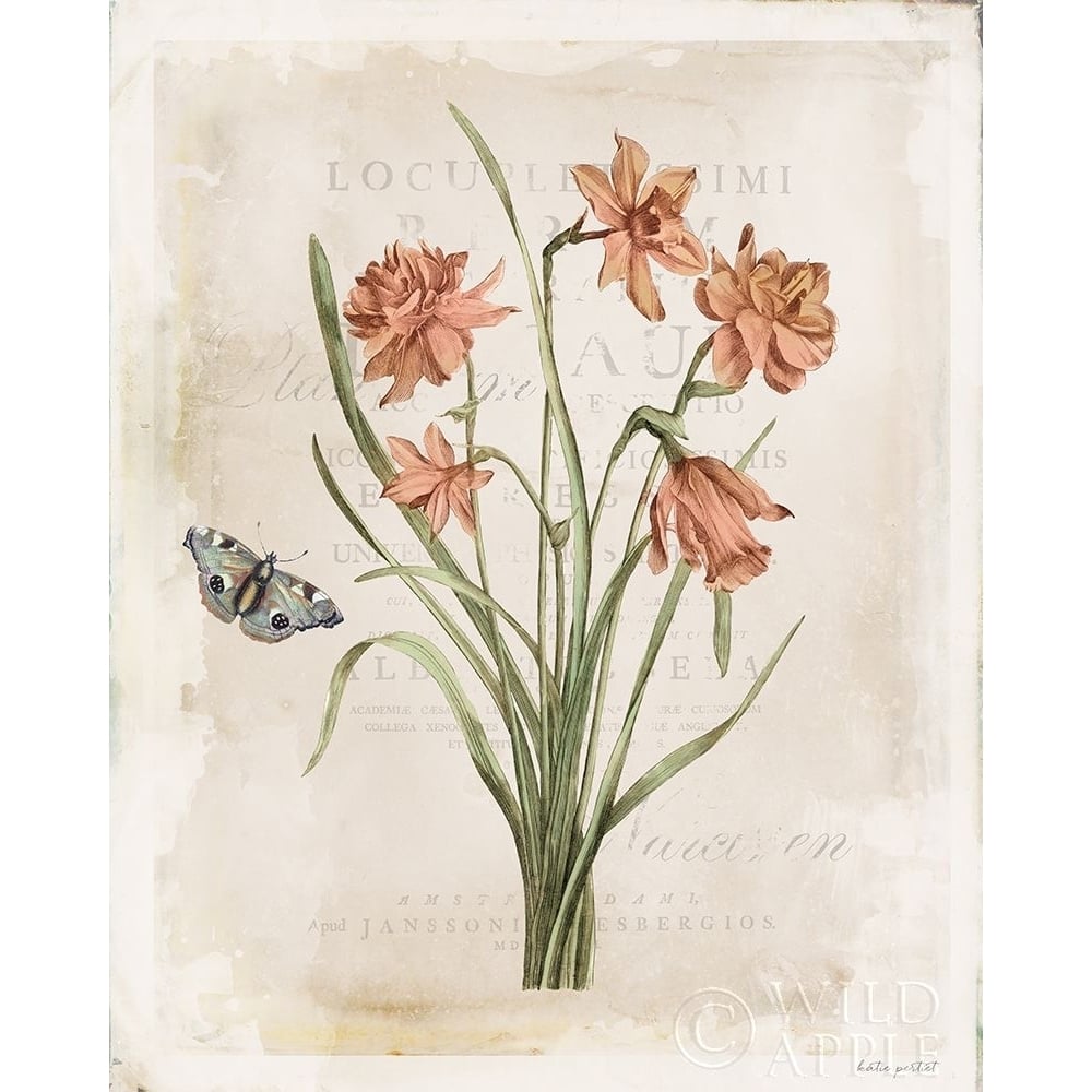 Antiquarian Blooms V Poster Print by Katie Pertiet-VARPDX62244 Image 1