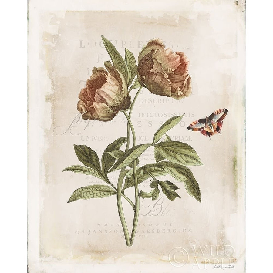 Antiquarian Blooms VI Poster Print by Katie Pertiet-VARPDX62245 Image 1