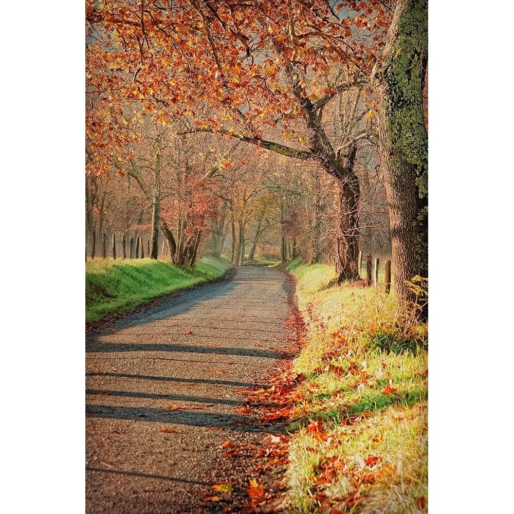 Morning on Sparks Lane III Poster Print - Danny Head-VARPDX62250Z Image 1