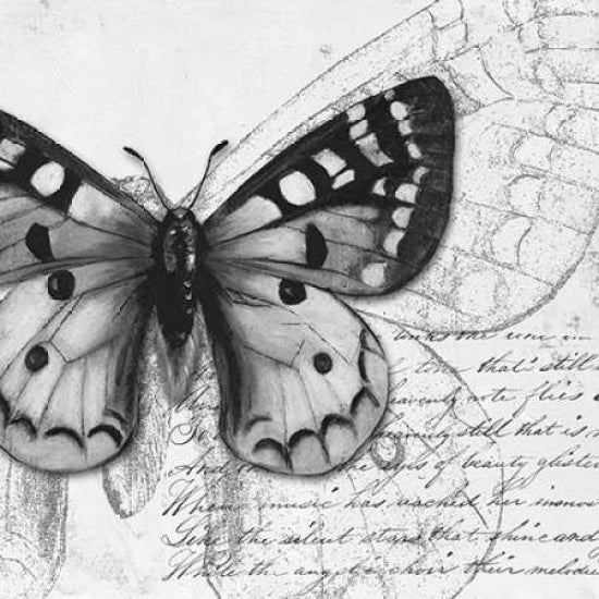 Butterfly Studies I Poster Print by Patricia Pinto-VARPDX6229C Image 1