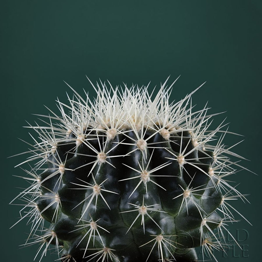 Cacti II Poster Print by Andre Eichman-VARPDX62430 Image 1