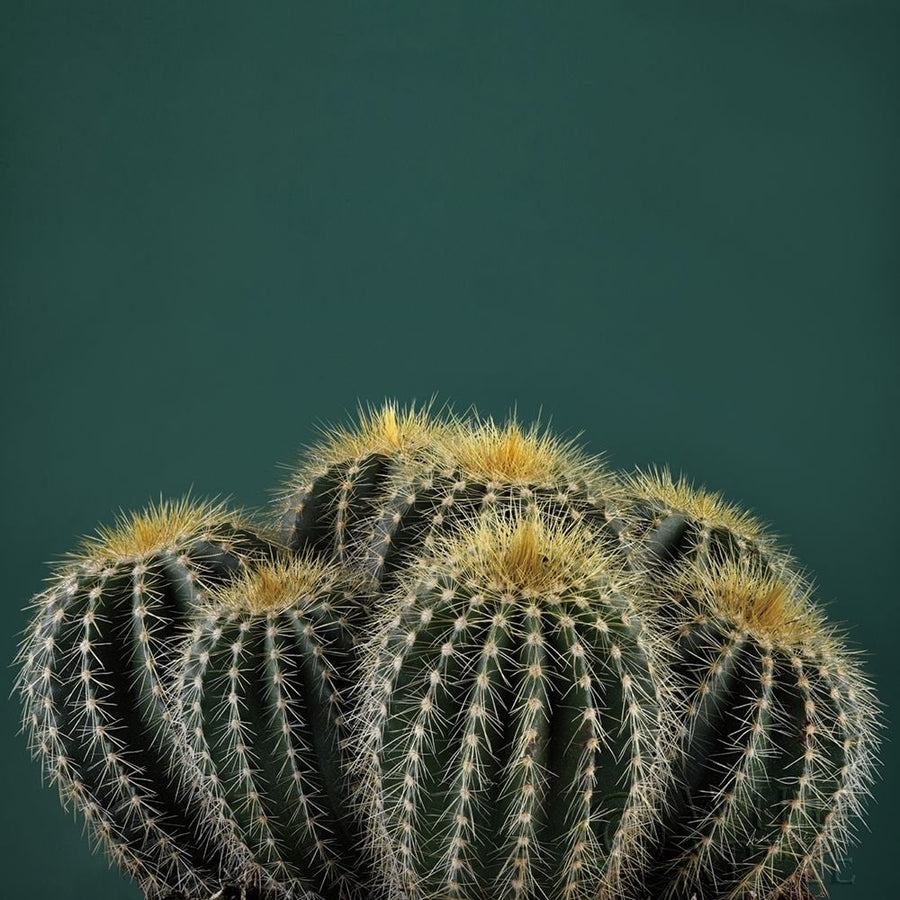 Cacti I Poster Print by Andre Eichman-VARPDX62429 Image 1