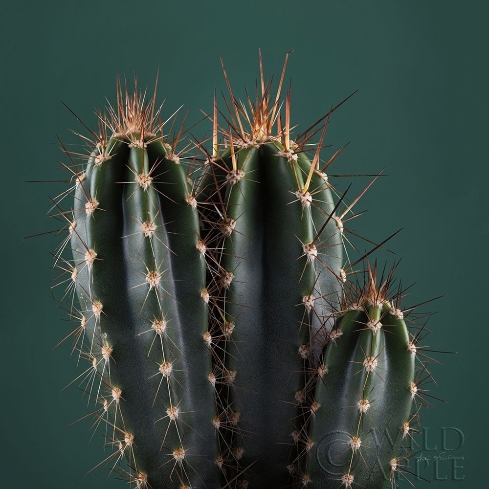 Cacti III Poster Print by Andre Eichman-VARPDX62431 Image 1