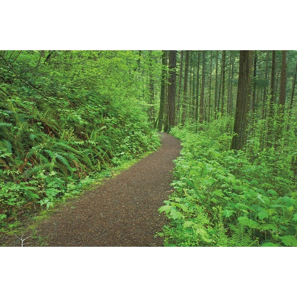 Hiking Trail in Columbia River Gorge I Poster Print by Alan Majchrowicz-VARPDX62462 Image 1