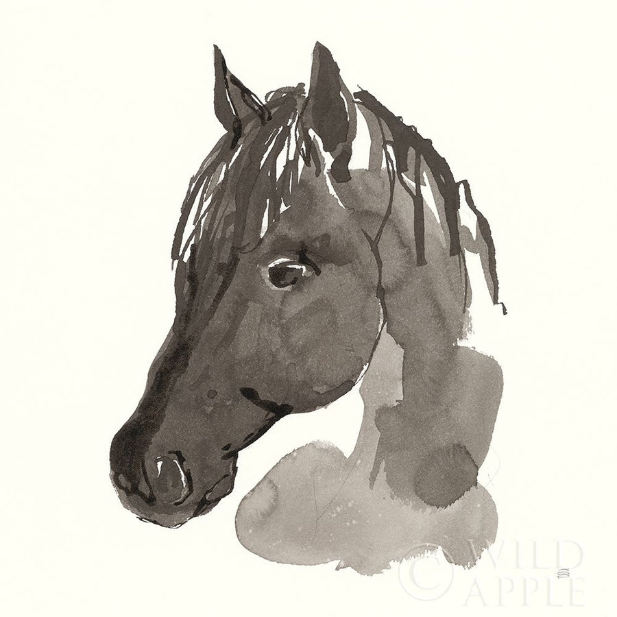 Horse Portrait II Poster Print by Chris Paschke-VARPDX62499 Image 1