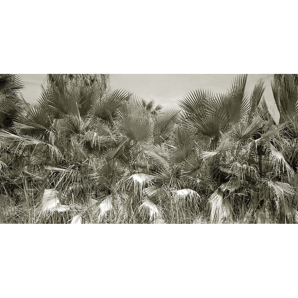 Water Palms Crop Poster Print by Ed Goldstein-VARPDX62750 Image 1