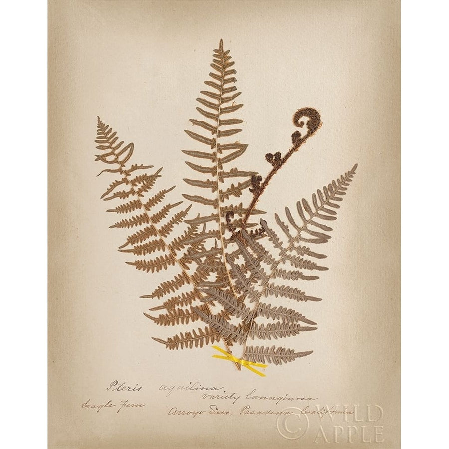 Ferns in Book IV Poster Print by Wild Apple Portfolio Wild Apple Portfolio-VARPDX62948 Image 1