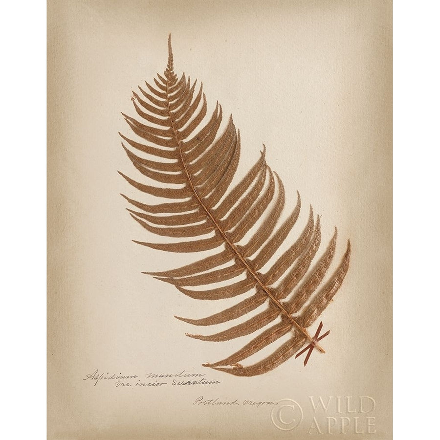 Ferns in Book V Burgundy Poster Print by Wild Apple Portfolio Wild Apple Portfolio-VARPDX62949 Image 1