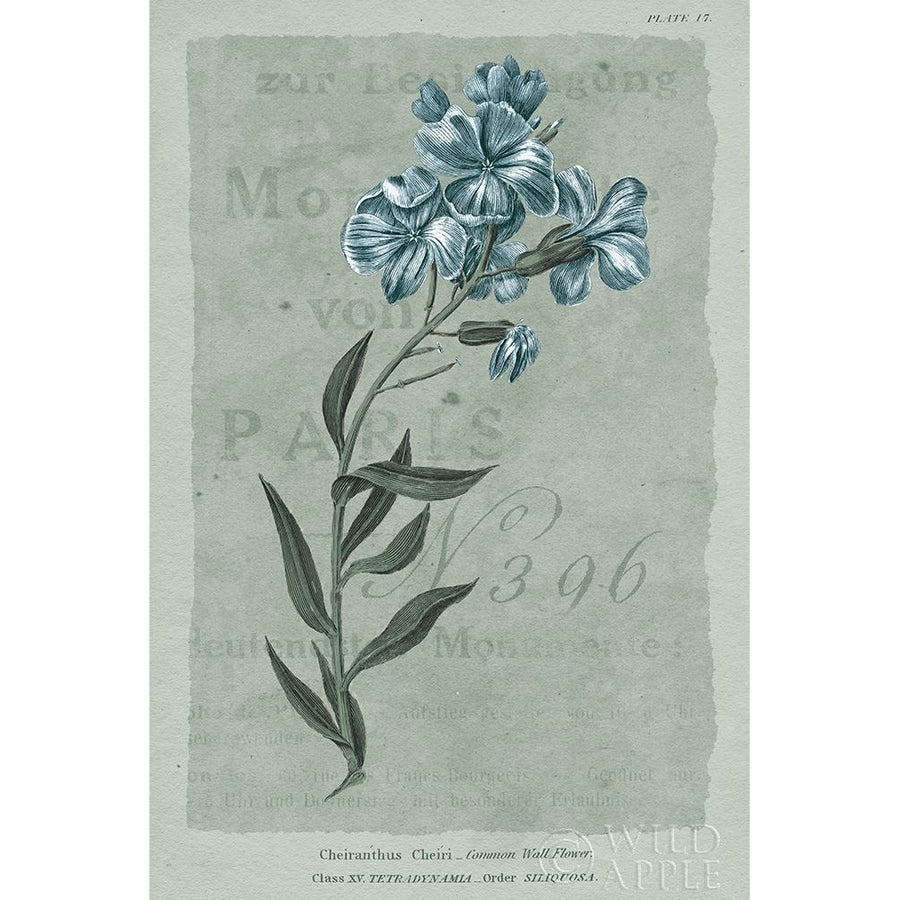 Conversations on Botany VI on White with Blue Poster Print by Wild Apple Portfolio Wild Apple Portfolio-VARPDX63062 Image 1