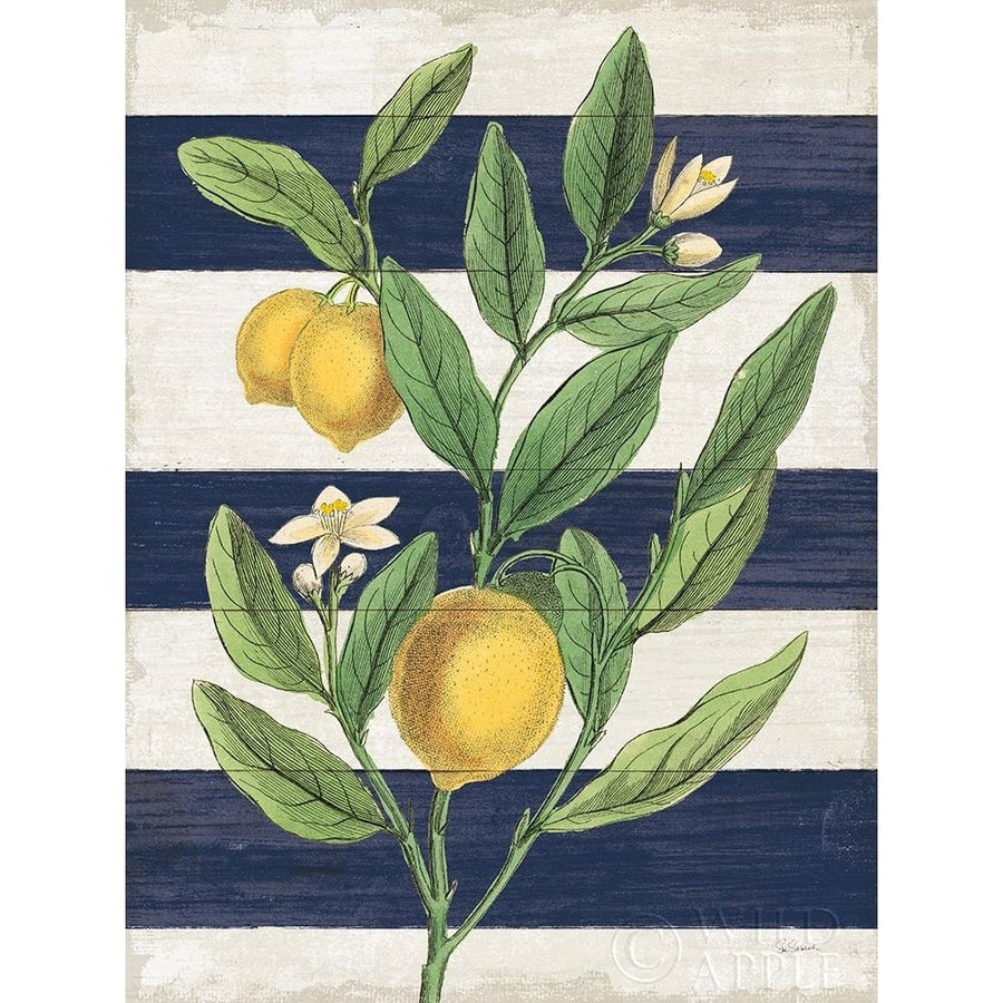 Classic Citrus V Navy Shiplap NW Poster Print by Sue Schlabach-VARPDX63070 Image 1