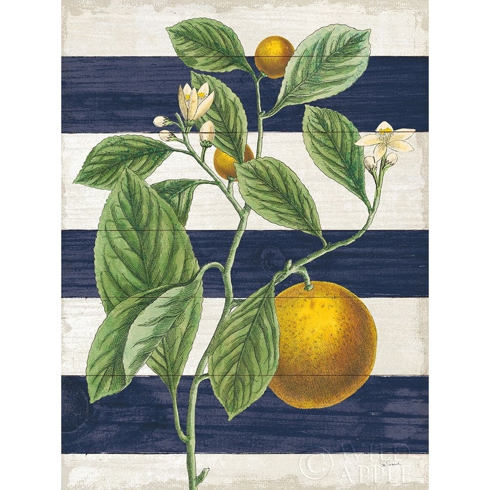 Classic Citrus VI Navy Shiplap NW Poster Print by Sue Schlabach-VARPDX63071 Image 1