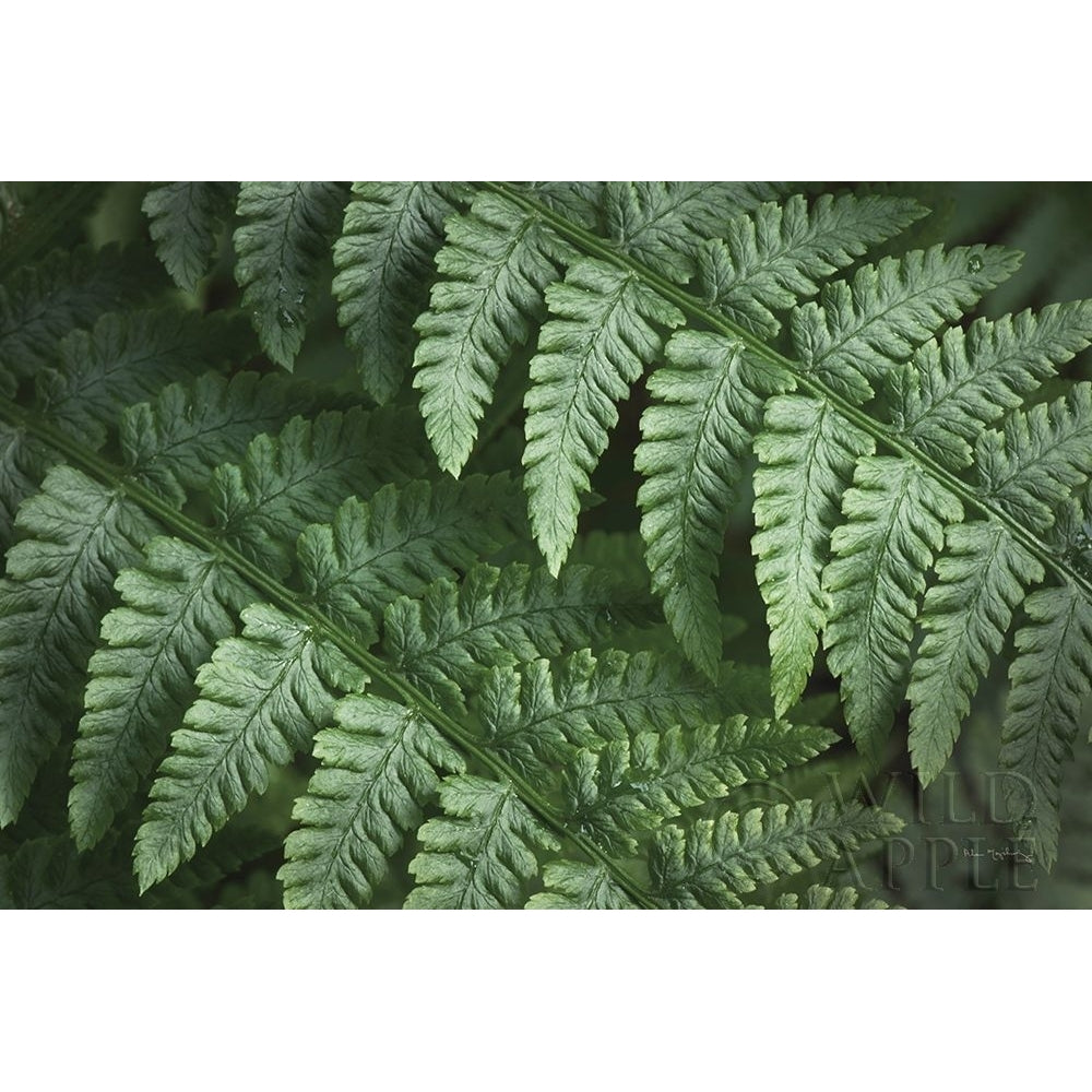 Lady Ferns III Color Poster Print by Alan Majchrowicz-VARPDX63241 Image 1