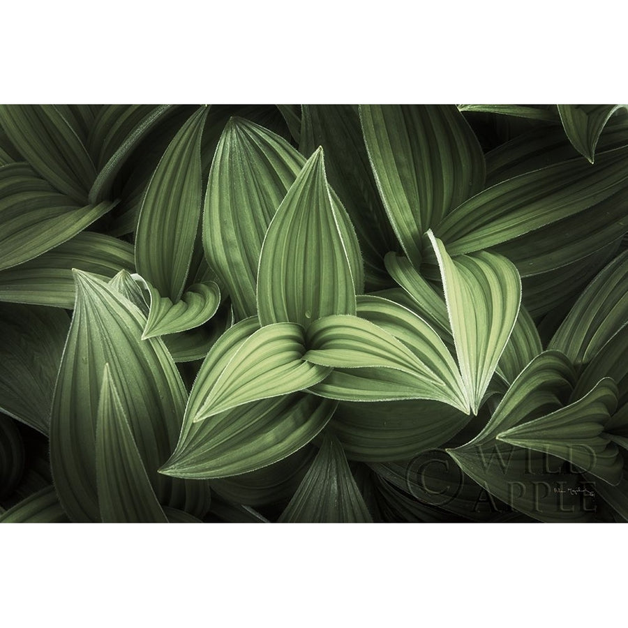 Corn Lily I Poster Print by Alan Majchrowicz-VARPDX63243 Image 1