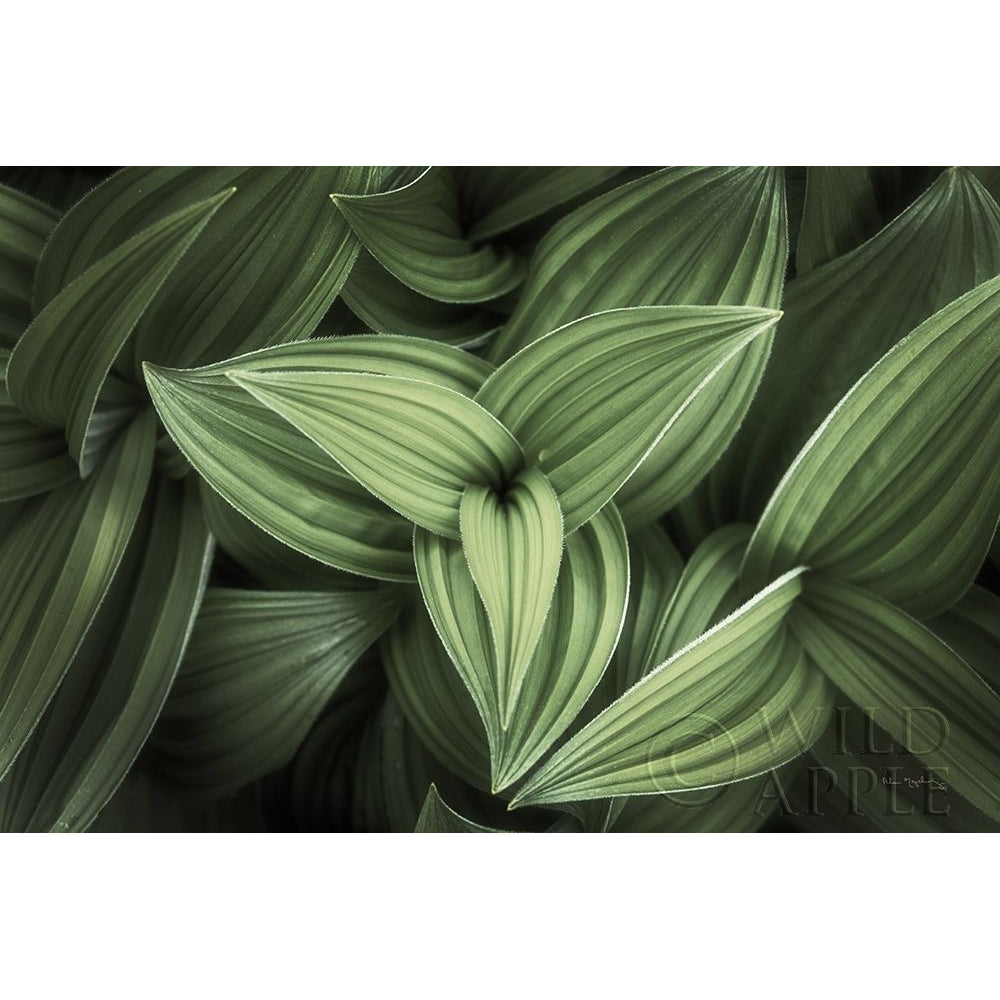 Corn Lily II Poster Print by Alan Majchrowicz-VARPDX63244 Image 1