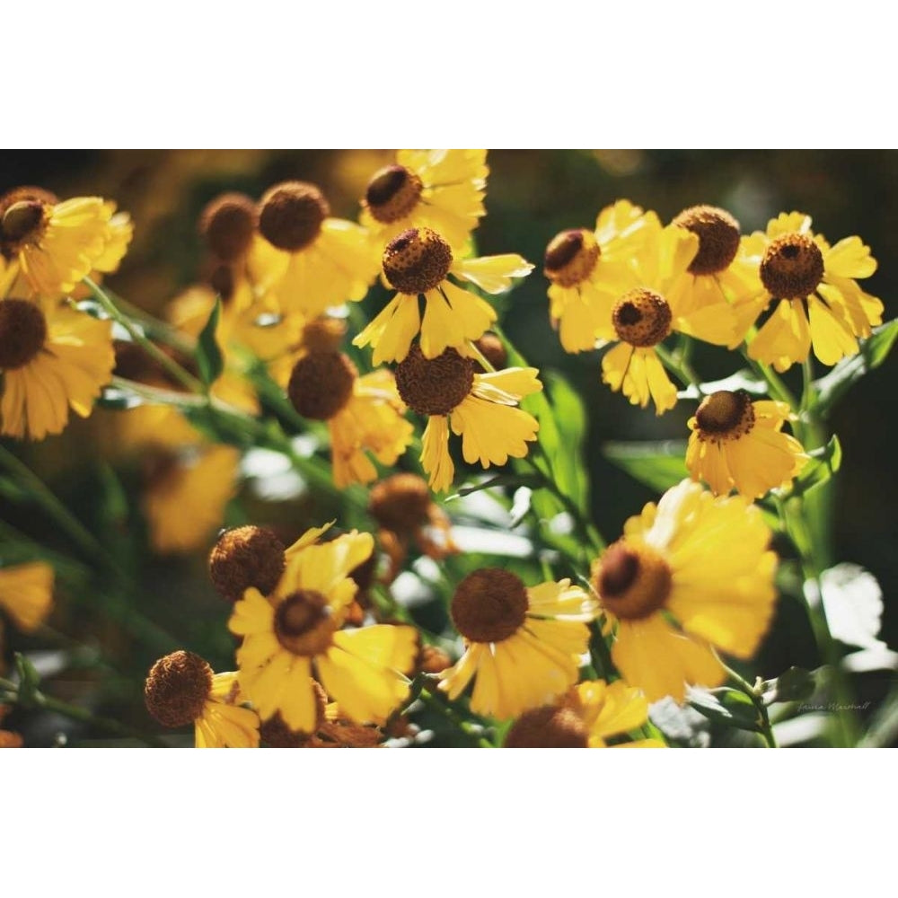 Autumn Flowers II by Laura Marshall-VARPDX63258 Image 1